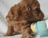 Cockapoo
