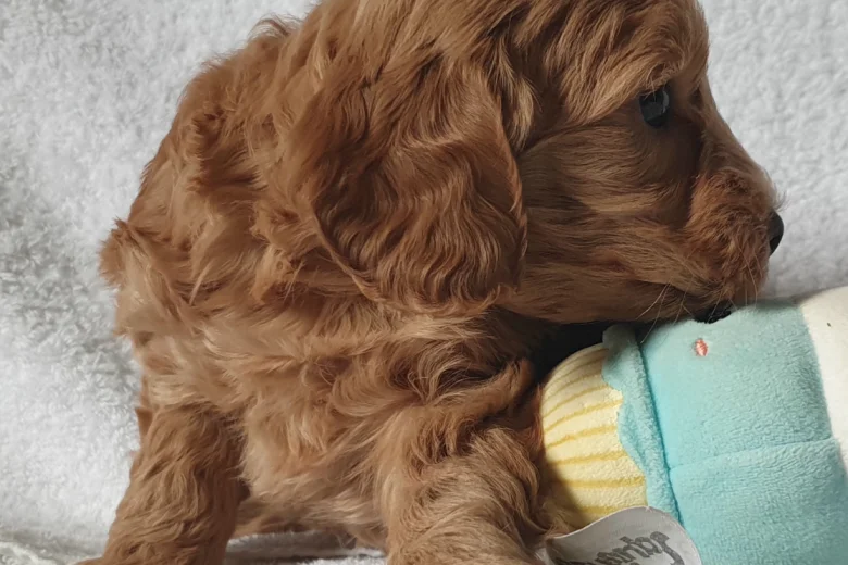Cockapoo