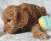 Cockapoo
