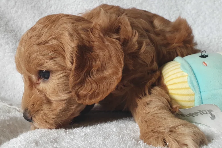 Cockapoo