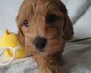 Cockapoo