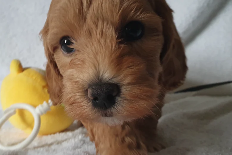 Cockapoo