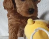 Cockapoo