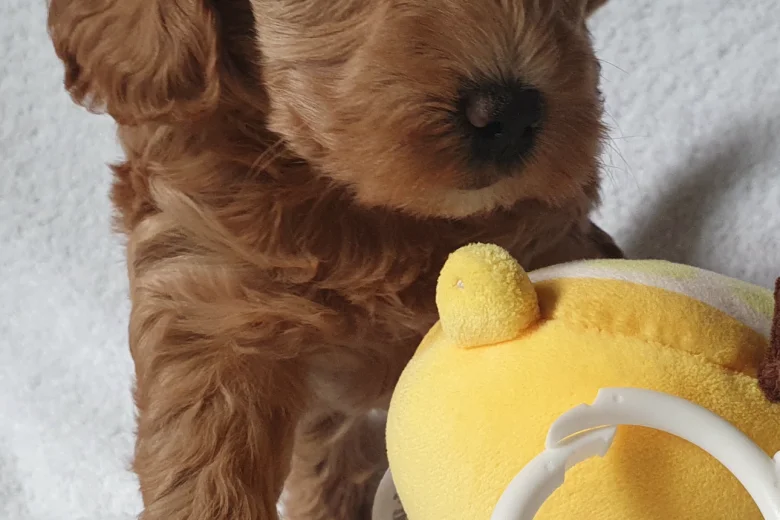 Cockapoo