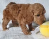 Cockapoo
