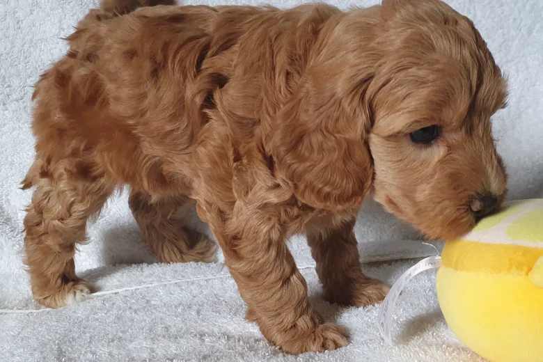 Cockapoo
