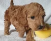 Cockapoo