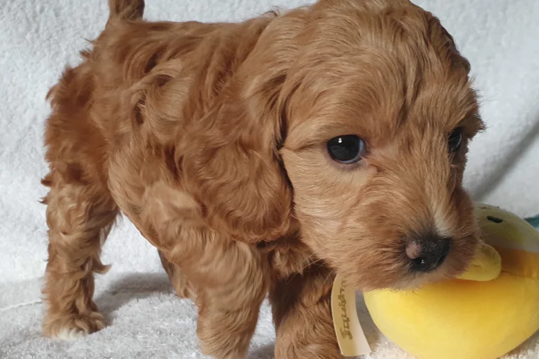 Cockapoo