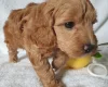 Cockapoo