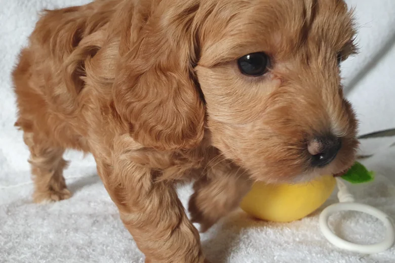 Cockapoo