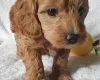 Cockapoo