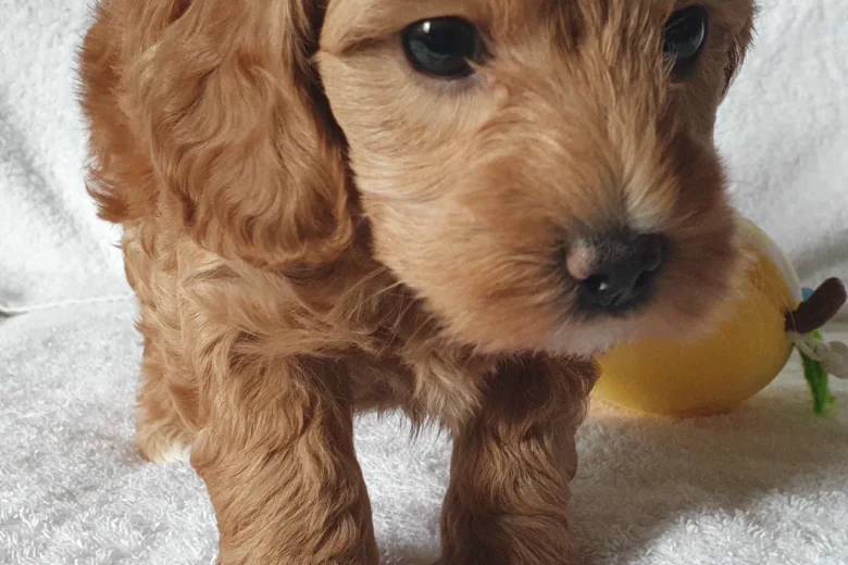 Cockapoo