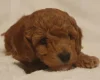 Cockapoo