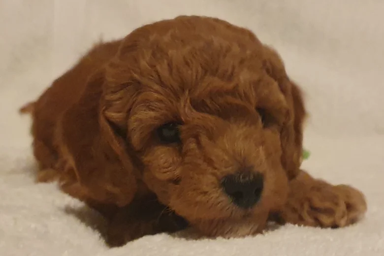 Cockapoo