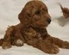 Cockapoo