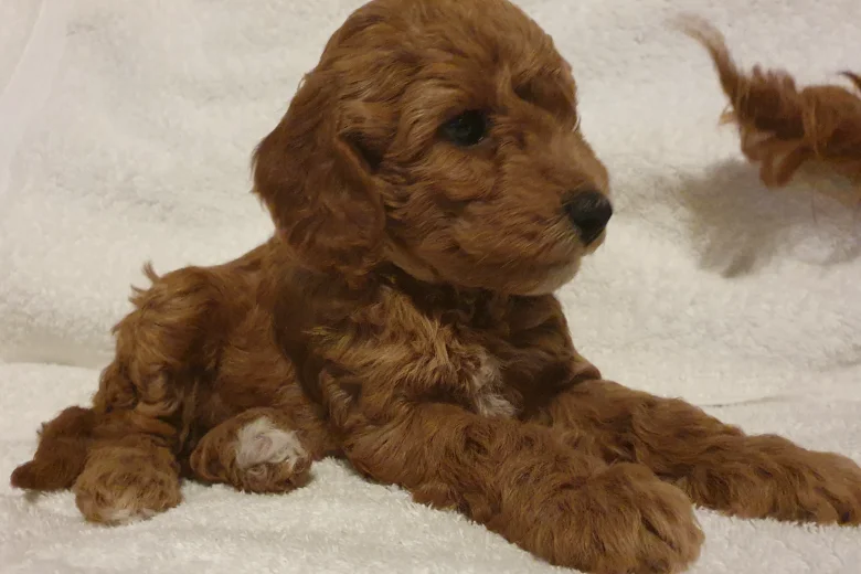 Cockapoo