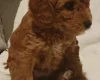 Cockapoo