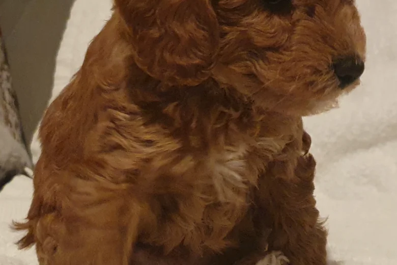 Cockapoo