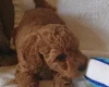 Cockapoo