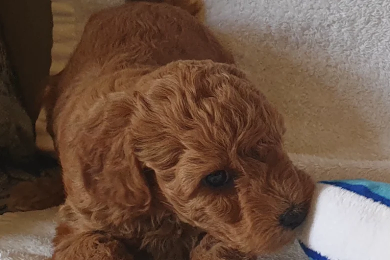 Cockapoo