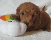 Cockapoo