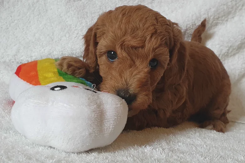 Cockapoo