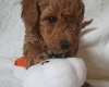 Cockapoo