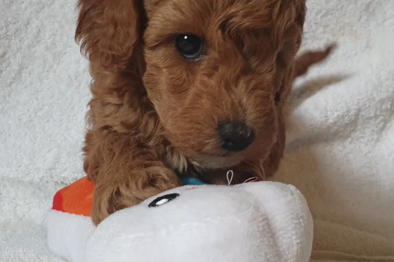 Cockapoo