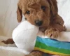 Cockapoo