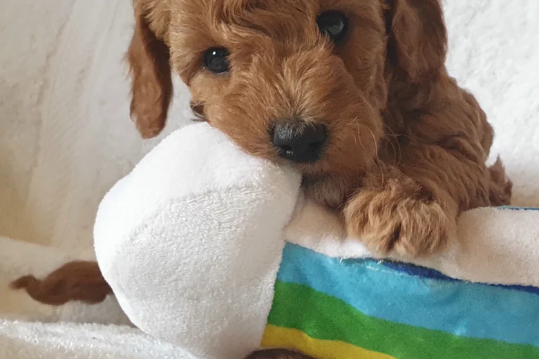 Cockapoo