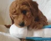 Cockapoo