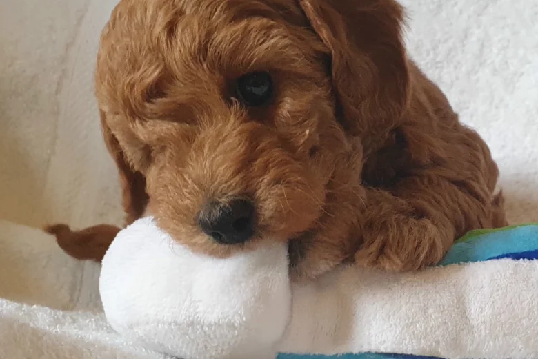 Cockapoo