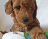 Cockapoo