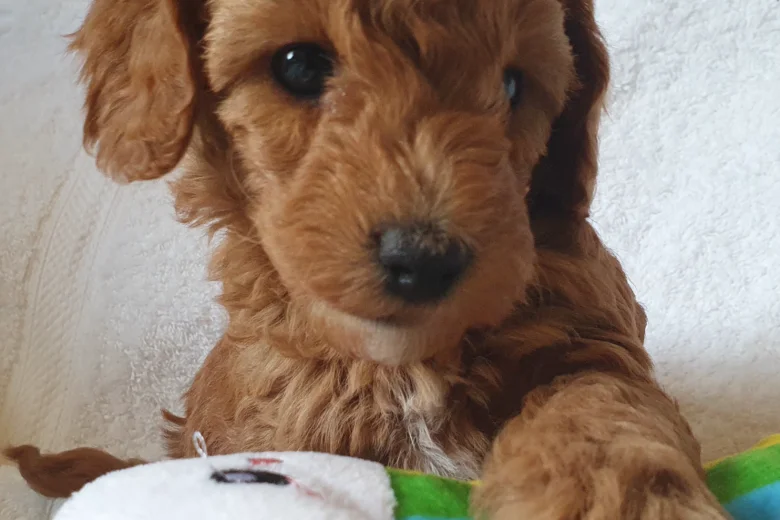 Cockapoo