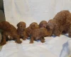 Cockapoo