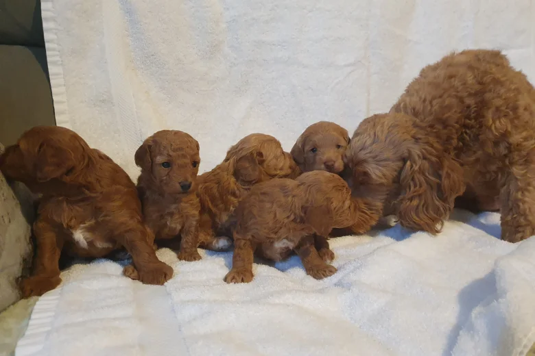 Cockapoo