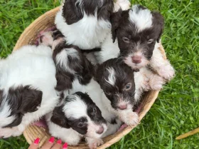 Cockapoo