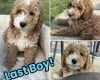 Cockapoo