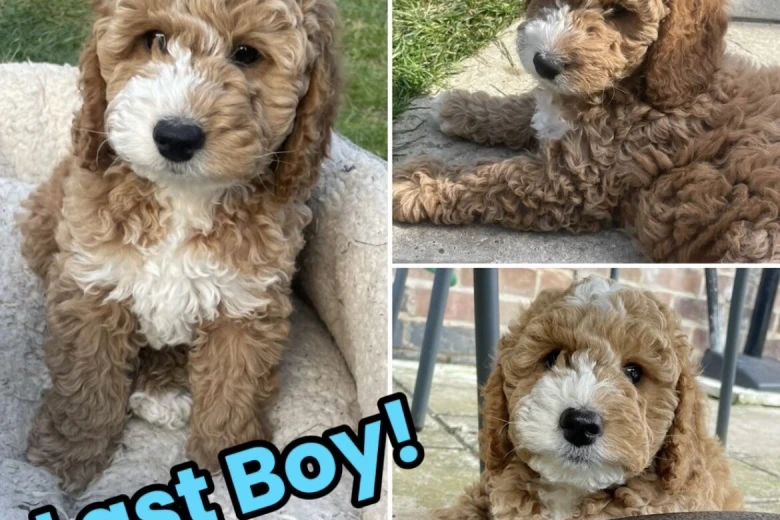 Cockapoo