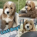 Cockapoo