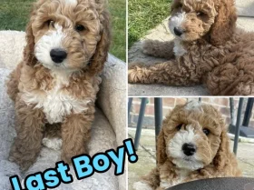 Cockapoo