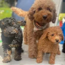 Cockapoo