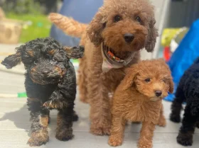 Cockapoo