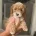 Cockapoo