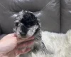 Cockapoo