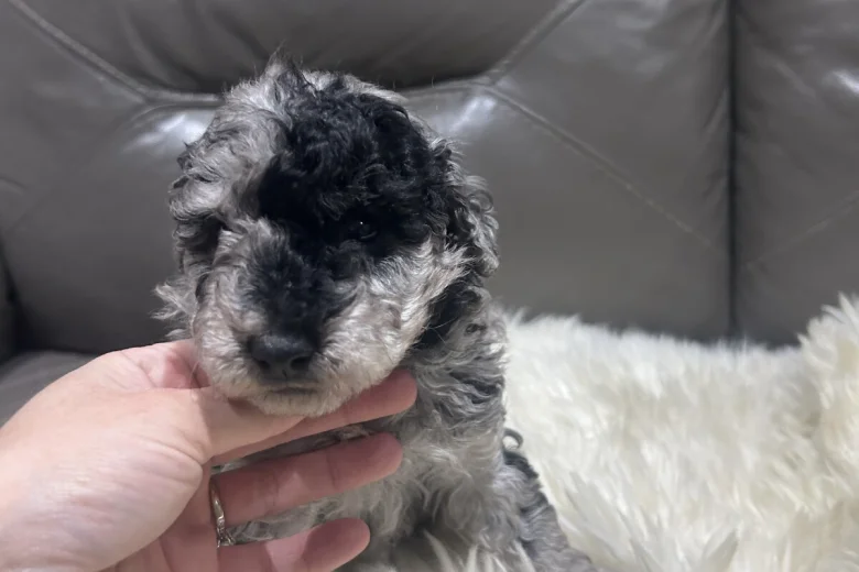 Cockapoo