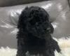 Cockapoo