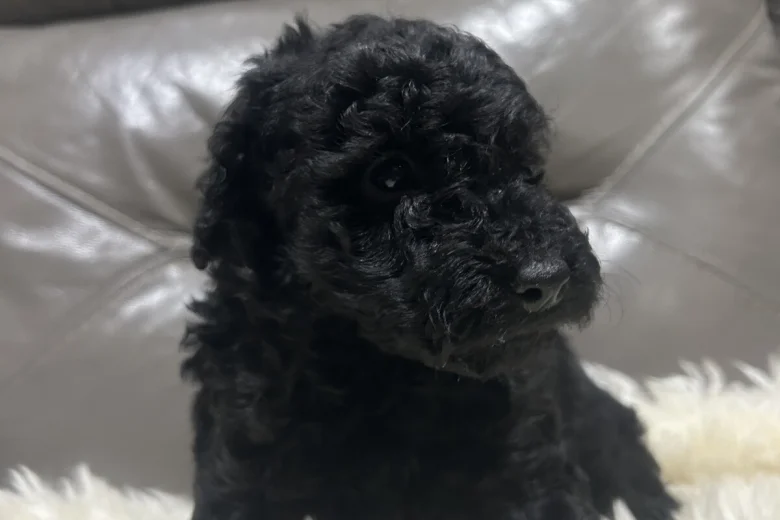 Cockapoo