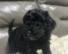 Cockapoo