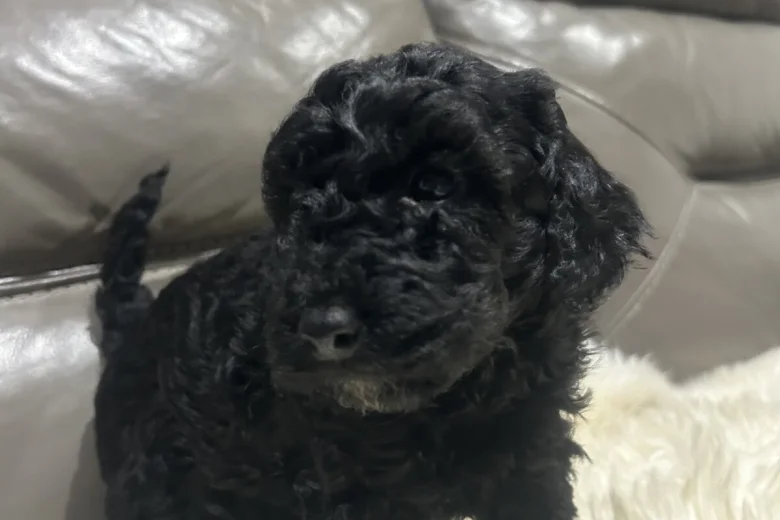 Cockapoo